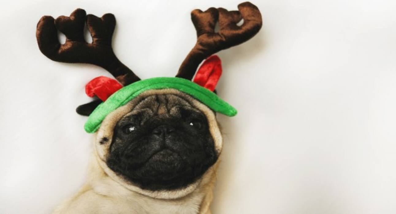 Here are some super cute dog pictures to take away all your stress