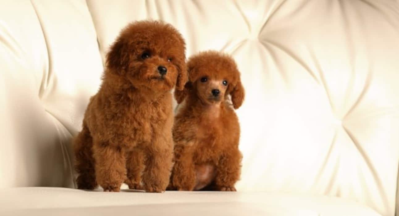 Here are some super cute dog pictures to take away all your stress
