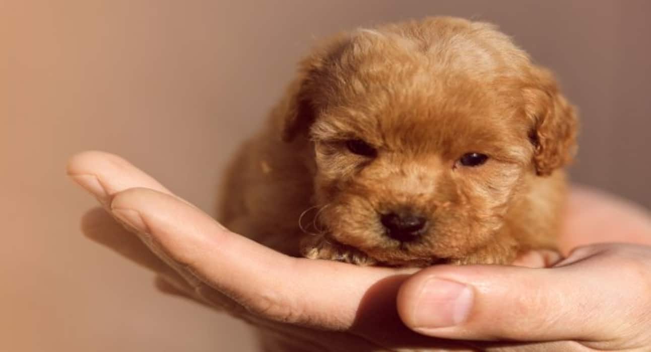 Here are some super cute dog pictures to take away all your stress