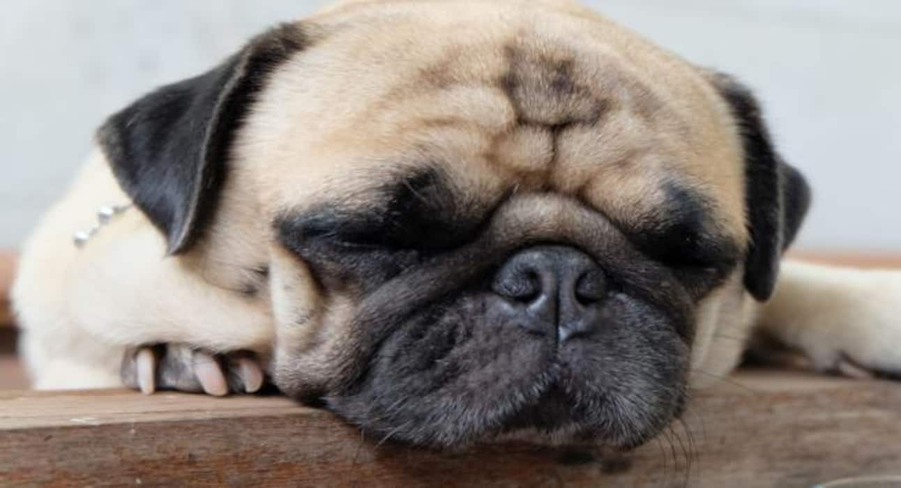 Here are some super cute dog pictures to take away all your stress