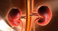 Occasional use of marijuana may not increase risk of kidney disease