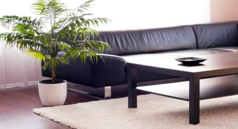 Ways to decorate your house with indoor plants