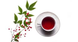 7 health benefits of sipping rooibos tea