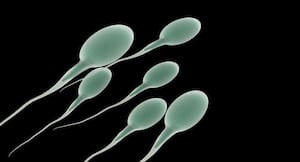 Eat sesame seeds to improve sperm quality