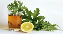 5 amazing health benefits of geranium tea