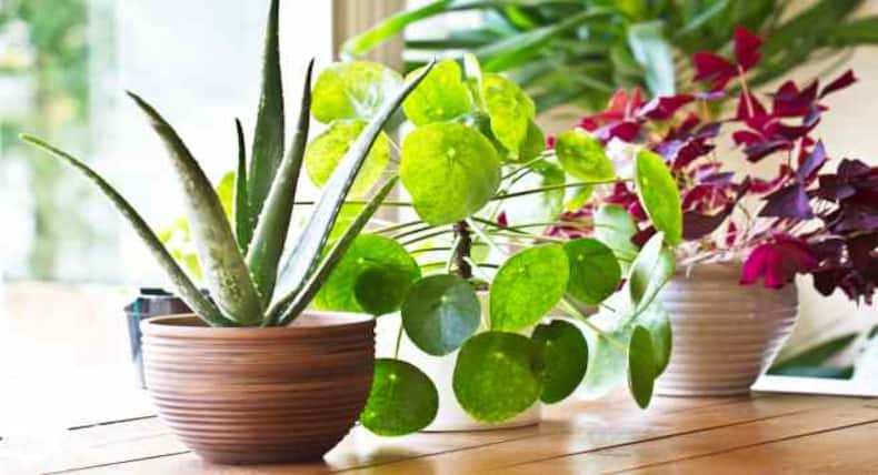 Ways to decorate your house with indoor plants