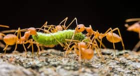 Antibiotics from ants can be used to treat humans