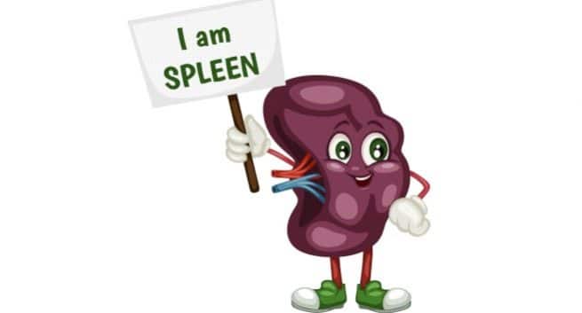 Image result for spleen pics
