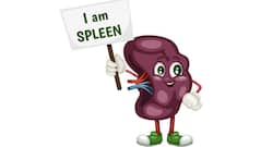 Can you live without a spleen? 6 questions about splenectomy answered by a surgeon