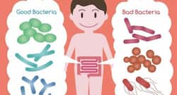 Can good bacteria keep gut healthy?