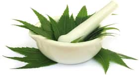 Ways to use neem leaves for dandruff, sore throat, diabetes and more