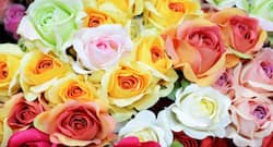 Rose day: Which colour rose will you give your partner?