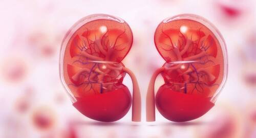 World Kidney Day: What is extrarenal pelvis of the right kidney ...