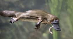 Platypus milk: A life saviour!