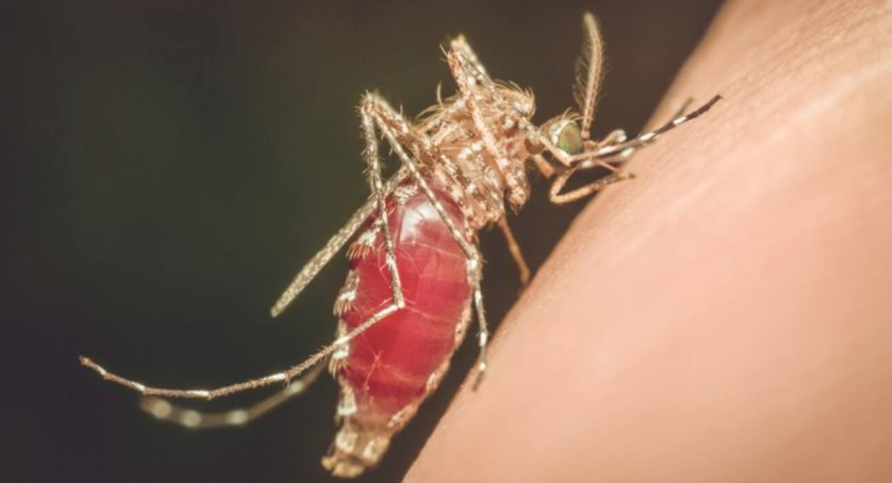 World Malaria Day 2018: 4 tips to keep malaria at bay