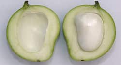 Summer wellness: 6 Health benefits of 'gutli' or mango seeds
