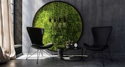Gut- cleansing: Have Moss for a healthy living, says study