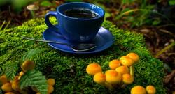 After bulletproof coffee, mushroom coffee is the latest fad caffeine beverage; is it healthy?