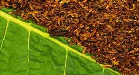 Every 6 Seconds, tobacco use causes one death