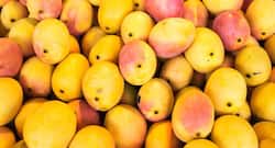 Are you allergic to mangoes?