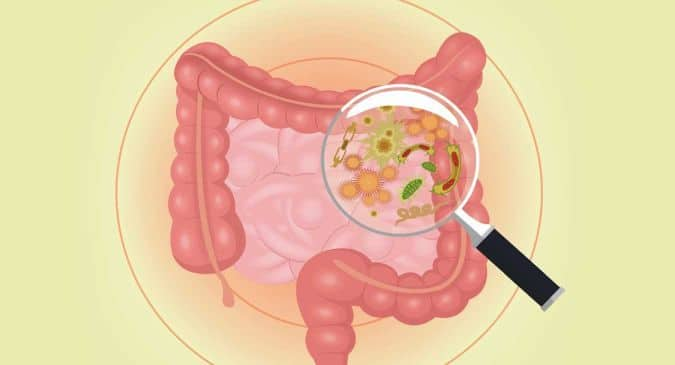 14   Bacteria In Stomach 