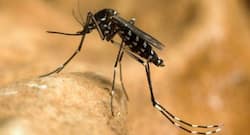 Eat these foods to counter Chikungunya