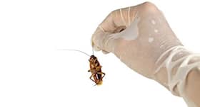 Cockroach milk: A new healthy snack for you