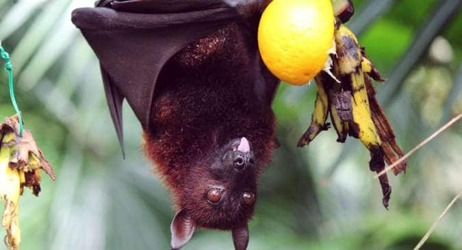 It's highly likely that the COVID-19 virus came from bats: Scientists ...