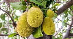 9 surprising benefits of jackfruit you shouldn't miss