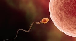 Eating nuts may boost sperm count