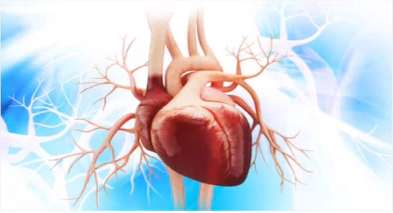 Date Benefits : सर्दी के मौसम में जरूर खाएं छुहारा, कई फायदों से है भरपूर