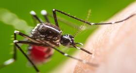 IIT-Mandi research team identifies dark regions in chikungunya virus proteins