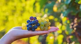 Grapes could be the miracle drug for depression