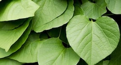 Top 5 herbs to quash away your anxiety