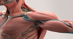 Machine learning technique may predict the biological age of a muscle