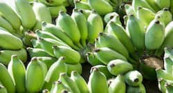 मू‍ड स्विंग से हैं परेशान, तो डायट में शामिल करें कच्‍चा केला