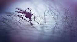 Zika virus can be tamed with papaya leaf juice