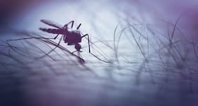 Zika virus can be tamed with papaya leaf juice