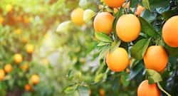 एक संतरा खाएं रोज आंख रहेगी मजबूत