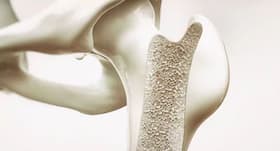 Probiotics can help increase bone density, says study