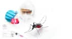 Everything you need to know about the treatment of chikungunya and dengue