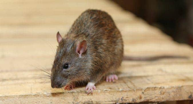 Health warning issued in China over suspected case of bubonic plague ...