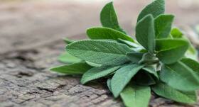 Super Sage: All you need to know about this healing herb