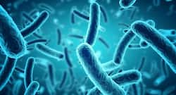 Bacteria can sense amino acids