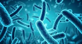 Bacteria can sense amino acids