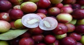 Obesity: New research says this fruit is perfect for weight loss