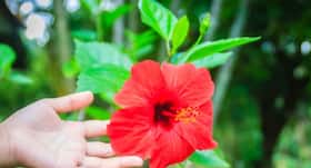 If you are suffering from high blood pressure, try China Rose leaves