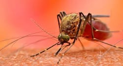 Mumbai: Dengue claims 3 lives in a fortnight
