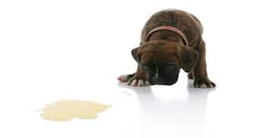 Your dog can now detect cancer with your poop and urine