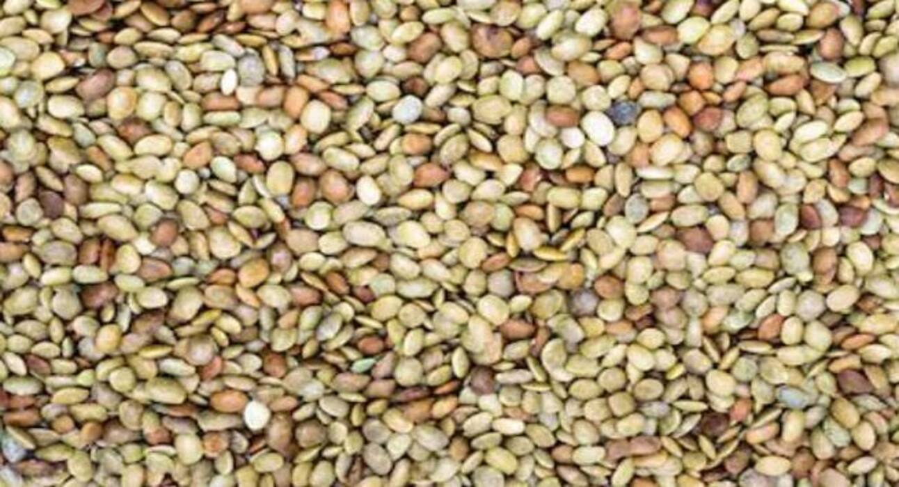 कभी खाई है कुलथी की दाल ?  फायदे जानेंगे तो हो जाएंगे हैरान